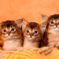素敵な『ティッキング』をもつ猫種3選♡他の猫の毛とは違う特別な魅力…
