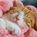 猫が自分の身体をチュパチュパ吸いながら眠るのはなぜ？