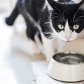 猫にも必要な『乾燥対策』3選　放置すると病気にかかる危険も？