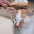 猫の『お世話の頻度』はどれくらいがベスト？爪切りやブラッシングな…