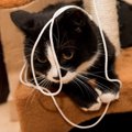 猫が輪ゴムを誤飲した時の対処法や普段から注意する事