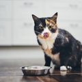 猫が『食事をしているとき』に絶対しちゃダメなこと5選