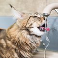 猫が『蛇口から流れてくる水』を好む3つの理由　器に入った水よりおい…