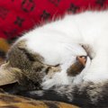 猫のウイルス性鼻気管炎（猫ヘルペス）の症状と予防策