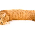 猫がすぐ横たわる5つの理由