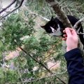 猫が高く細い木の先端で悲鳴！難航する救出活動の行方は…