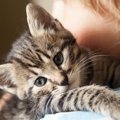 猫の分離不安症の症状とその対策について
