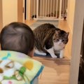 『僕が教えてあげる！』赤ちゃんに遊びを教える猫ちゃん♡