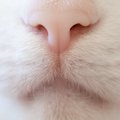 猫が鼻水とくしゃみを出す理由や考えられる病気