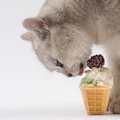 猫がプリンを食べても大丈夫？ほしがる時の対処法は？