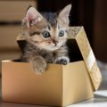 猫は「箱」が大好き！どんな箱によく入る？
