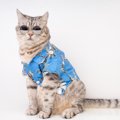 猫に『洋服』は着せないほうがいい？考えられるメリット・デメリット