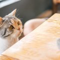 猫が『机の上の物』を落としたくなるのはなぜ？3つの理由と対策