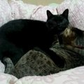 動物病院の里親募集で出会った２匹の猫『クロタ』と『ひまわり』