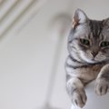猫の『キャットタワー』でよくあるトラブル3つと予防策