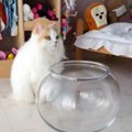 『猫が液体になる瞬間』を撮影したら…”物理法則を無視”した衝撃の姿に319…
