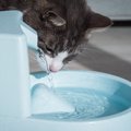 猫用の『水飲み器』3つのタイプ別にメリット・デメリットを解説　適切…