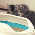 猫の『トイレトレーニング』とは？試すべき5つの方法と注意点を解説