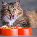 猫が食べ物を『好き嫌いしている』ときの3つの対策　食べ方の違いに見…