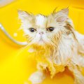 シャンプーが苦手な猫向け『洗わずに綺麗にする』秘策3つ！