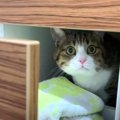 『落ち着くにゃ』猫ちゃんがくつろぐ秘密の隠れ家とは！？