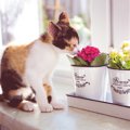 猫に安全な花5選！食べても嗅いでも大丈夫な種類