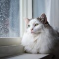 猫も『気圧・天気』の影響を受ける？3つの変化と、飼い主さんができる…