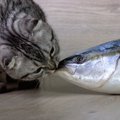 猫に魚は間違い！食べてはいけない魚7選