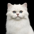 白猫の『遺伝子』の最強ポイント3つ！独特な特徴や性格を徹底解説！