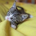 猫がタオルや布をちゅーちゅー吸うときの心理３つ
