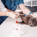 致死率の高い猫の病気『FIP（猫伝染性腹膜炎）』診断するのが難しいのは何故？