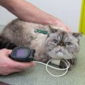 シニア猫を襲う『高血圧症』とは…考えられる原因と予防法2つ