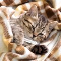 猫の風邪が治らない3つの原因と正しい対処法
