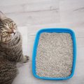 【永久保存】猫砂辞典素材別5種！それぞれの特徴を知って、愛猫の好み…