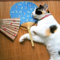 猫に絶対してはいけない『間違った暑さ対策』３選！ついついやってし…