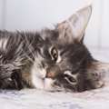 猫の三臓器炎とは  食欲不振・下痢・嘔吐で疑うべき意外と知らない病気