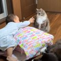 猫と赤ちゃんが『布団の取り合い』をした結果…「まるでアニメ」「ニヤ…