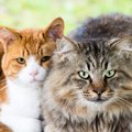 猫の『寿命』を決定する4つの要素　被毛のタイプや猫種によっても左右…
