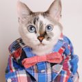猫柄のメンズシャツおすすめ４選