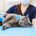 猫の世代別でみる死因4つ…飼い主にできる予防策を徹底解説