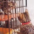 ベンガルの子猫をお迎えした初日…『夫婦猫の初めての出会い』の光景が…