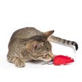 猫とラジコンおもちゃを使って遊ぶ際の選び方や注意点、おすすめ商品3…