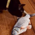猫に新しく『魚のおもちゃ』を与えた結果…まさかの"連続ジャンプ…