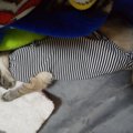 猫の術後服を簡単に手作りしました
