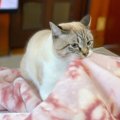 毛布を頬張る猫さんのおくちが可愛すぎ… 「優勝間違いなし」と大絶賛！