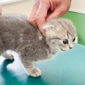 子猫が『初めての病院』で見せた反応…可愛すぎる"絶叫"がた…