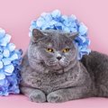 猫に『紫陽花』は有毒？誤食してしまったときの症状3つと対処法を解説