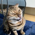 【危ない！】猫がケーブルを噛んで困った時の対策４つ