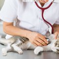 人間にも感染する猫の『クリプトコッカス症』とは？その原因や症状・…