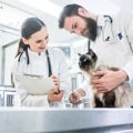愛猫の動物病院を選ぶ６つのポイント